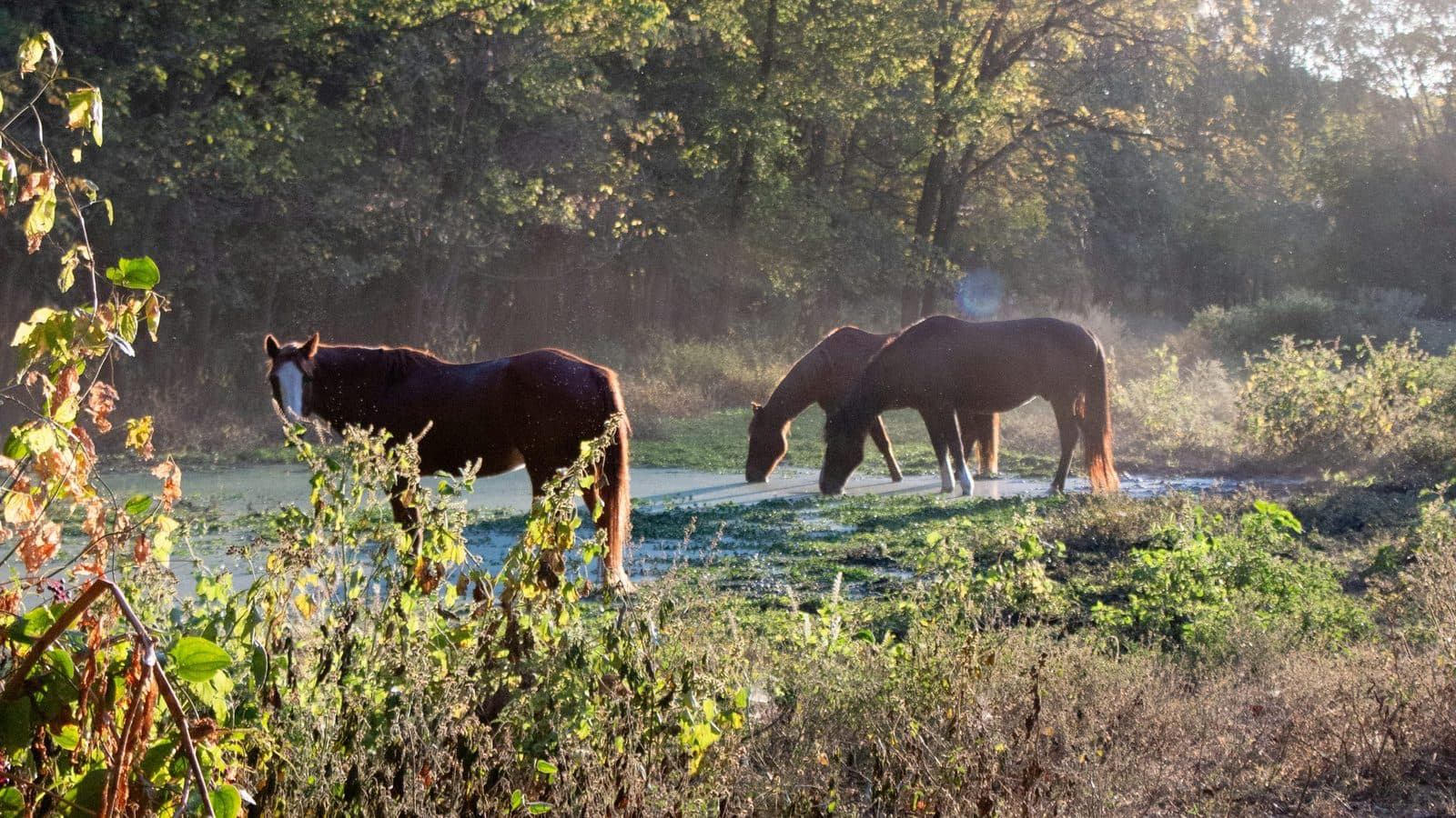 Arkansas landscape