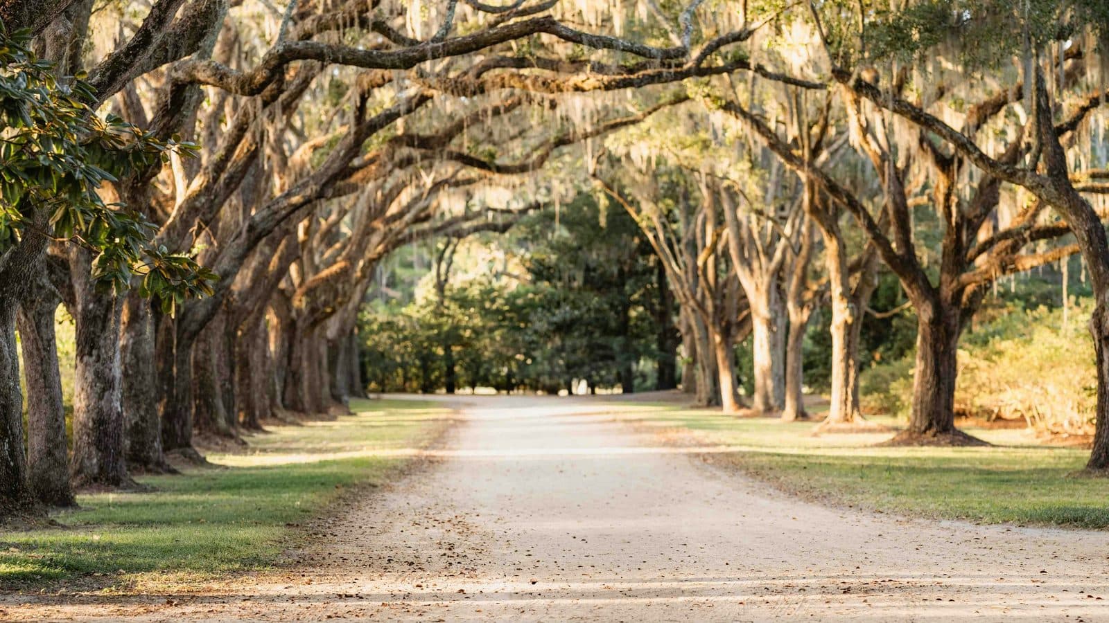 South Carolina landscape